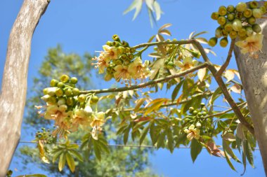 Ceiba pentandra, Kapok ağacı olarak da bilinir. Görüntü, tropikal ormanların ve büyük ölçekli ticari pamuk ağaçlarının zengin biyolojik çeşitliliğini yansıtan, doğal ortamlarındaki eşsiz sarımsı beyaz çiçekleri ve yeşil tomurcukları yakalıyor..