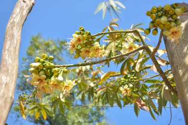 Ceiba pentandra, Kapok ağacı olarak da bilinir. Görüntü, tropikal ormanların ve büyük ölçekli ticari pamuk ağaçlarının zengin biyolojik çeşitliliğini yansıtan, doğal ortamlarındaki eşsiz sarımsı beyaz çiçekleri ve yeşil tomurcukları yakalıyor..