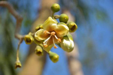 Ceiba pentandra, Kapok ağacı olarak da bilinir. Görüntü, tropikal ormanların ve büyük ölçekli ticari pamuk ağaçlarının zengin biyolojik çeşitliliğini yansıtan, doğal ortamlarındaki eşsiz sarımsı beyaz çiçekleri ve yeşil tomurcukları yakalıyor..