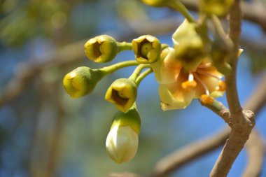 Ceiba pentandra, Kapok ağacı olarak da bilinir. Görüntü, tropikal ormanların ve büyük ölçekli ticari pamuk ağaçlarının zengin biyolojik çeşitliliğini yansıtan, doğal ortamlarındaki eşsiz sarımsı beyaz çiçekleri ve yeşil tomurcukları yakalıyor..