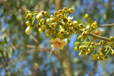 Ceiba pentandra, Kapok ağacı olarak da bilinir. Görüntü, tropikal ormanların ve büyük ölçekli ticari pamuk ağaçlarının zengin biyolojik çeşitliliğini yansıtan, doğal ortamlarındaki eşsiz sarımsı beyaz çiçekleri ve yeşil tomurcukları yakalıyor..