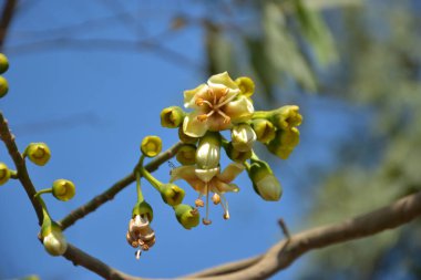 Ceiba pentandra, Kapok ağacı olarak da bilinir. Görüntü, tropikal ormanların ve büyük ölçekli ticari pamuk ağaçlarının zengin biyolojik çeşitliliğini yansıtan, doğal ortamlarındaki eşsiz sarımsı beyaz çiçekleri ve yeşil tomurcukları yakalıyor..