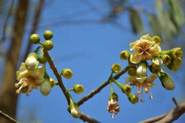 Ceiba pentandra, Kapok ağacı olarak da bilinir. Görüntü, tropikal ormanların ve büyük ölçekli ticari pamuk ağaçlarının zengin biyolojik çeşitliliğini yansıtan, doğal ortamlarındaki eşsiz sarımsı beyaz çiçekleri ve yeşil tomurcukları yakalıyor..