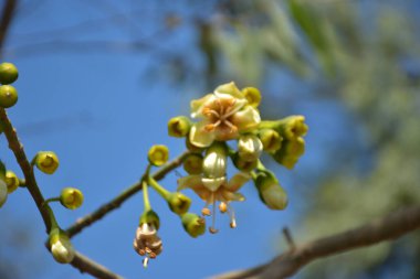 Ceiba pentandra, Kapok ağacı olarak da bilinir. Görüntü, tropikal ormanların ve büyük ölçekli ticari pamuk ağaçlarının zengin biyolojik çeşitliliğini yansıtan, doğal ortamlarındaki eşsiz sarımsı beyaz çiçekleri ve yeşil tomurcukları yakalıyor..