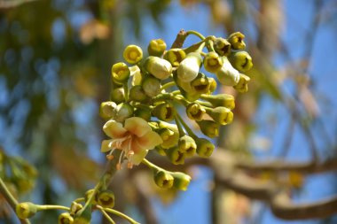 Ceiba pentandra, Kapok ağacı olarak da bilinir. Görüntü, tropikal ormanların ve büyük ölçekli ticari pamuk ağaçlarının zengin biyolojik çeşitliliğini yansıtan, doğal ortamlarındaki eşsiz sarımsı beyaz çiçekleri ve yeşil tomurcukları yakalıyor..