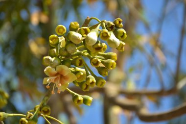 Ceiba pentandra, Kapok ağacı olarak da bilinir. Görüntü, tropikal ormanların ve büyük ölçekli ticari pamuk ağaçlarının zengin biyolojik çeşitliliğini yansıtan, doğal ortamlarındaki eşsiz sarımsı beyaz çiçekleri ve yeşil tomurcukları yakalıyor..