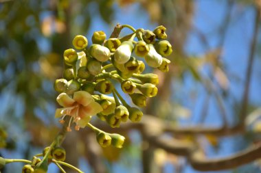 Ceiba pentandra, Kapok ağacı olarak da bilinir. Görüntü, tropikal ormanların ve büyük ölçekli ticari pamuk ağaçlarının zengin biyolojik çeşitliliğini yansıtan, doğal ortamlarındaki eşsiz sarımsı beyaz çiçekleri ve yeşil tomurcukları yakalıyor..