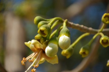 Ceiba pentandra, Kapok ağacı olarak da bilinir. Görüntü, tropikal ormanların ve büyük ölçekli ticari pamuk ağaçlarının zengin biyolojik çeşitliliğini yansıtan, doğal ortamlarındaki eşsiz sarımsı beyaz çiçekleri ve yeşil tomurcukları yakalıyor..