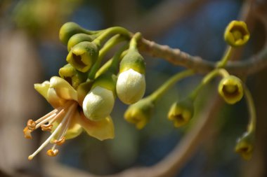 Ceiba pentandra, Kapok ağacı olarak da bilinir. Görüntü, tropikal ormanların ve büyük ölçekli ticari pamuk ağaçlarının zengin biyolojik çeşitliliğini yansıtan, doğal ortamlarındaki eşsiz sarımsı beyaz çiçekleri ve yeşil tomurcukları yakalıyor..