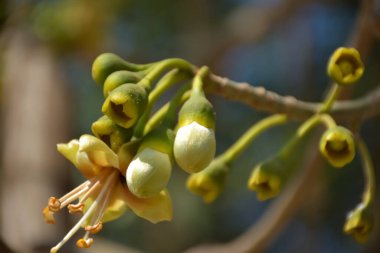Ceiba pentandra, Kapok ağacı olarak da bilinir. Görüntü, tropikal ormanların ve büyük ölçekli ticari pamuk ağaçlarının zengin biyolojik çeşitliliğini yansıtan, doğal ortamlarındaki eşsiz sarımsı beyaz çiçekleri ve yeşil tomurcukları yakalıyor..