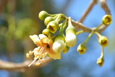 Ceiba pentandra, Kapok ağacı olarak da bilinir. Görüntü, tropikal ormanların ve büyük ölçekli ticari pamuk ağaçlarının zengin biyolojik çeşitliliğini yansıtan, doğal ortamlarındaki eşsiz sarımsı beyaz çiçekleri ve yeşil tomurcukları yakalıyor..