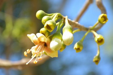 Ceiba pentandra, Kapok ağacı olarak da bilinir. Görüntü, tropikal ormanların ve büyük ölçekli ticari pamuk ağaçlarının zengin biyolojik çeşitliliğini yansıtan, doğal ortamlarındaki eşsiz sarımsı beyaz çiçekleri ve yeşil tomurcukları yakalıyor..