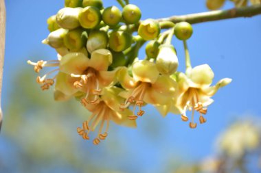 Ceiba pentandra, Kapok ağacı olarak da bilinir. Görüntü, tropikal ormanların ve büyük ölçekli ticari pamuk ağaçlarının zengin biyolojik çeşitliliğini yansıtan, doğal ortamlarındaki eşsiz sarımsı beyaz çiçekleri ve yeşil tomurcukları yakalıyor..