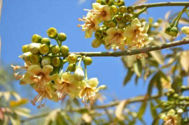 Ceiba pentandra, Kapok ağacı olarak da bilinir. Görüntü, tropikal ormanların ve büyük ölçekli ticari pamuk ağaçlarının zengin biyolojik çeşitliliğini yansıtan, doğal ortamlarındaki eşsiz sarımsı beyaz çiçekleri ve yeşil tomurcukları yakalıyor..