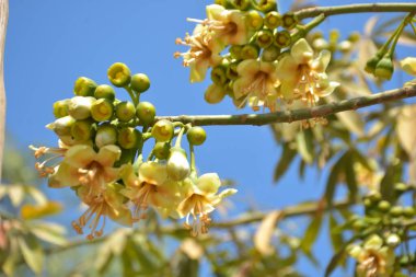 Ceiba pentandra, Kapok ağacı olarak da bilinir. Görüntü, tropikal ormanların ve büyük ölçekli ticari pamuk ağaçlarının zengin biyolojik çeşitliliğini yansıtan, doğal ortamlarındaki eşsiz sarımsı beyaz çiçekleri ve yeşil tomurcukları yakalıyor..