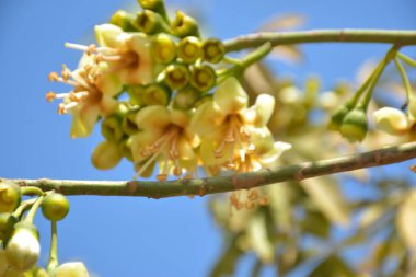 Ceiba pentandra, Kapok ağacı olarak da bilinir. Görüntü, tropikal ormanların ve büyük ölçekli ticari pamuk ağaçlarının zengin biyolojik çeşitliliğini yansıtan, doğal ortamlarındaki eşsiz sarımsı beyaz çiçekleri ve yeşil tomurcukları yakalıyor..