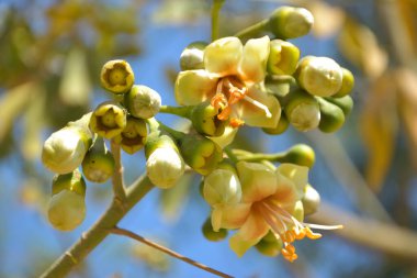 Ceiba pentandra, Kapok ağacı olarak da bilinir. Görüntü, tropikal ormanların ve büyük ölçekli ticari pamuk ağaçlarının zengin biyolojik çeşitliliğini yansıtan, doğal ortamlarındaki eşsiz sarımsı beyaz çiçekleri ve yeşil tomurcukları yakalıyor..
