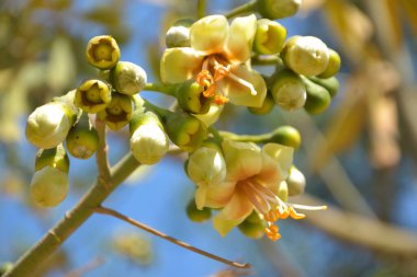 Ceiba pentandra, Kapok ağacı olarak da bilinir. Görüntü, tropikal ormanların ve büyük ölçekli ticari pamuk ağaçlarının zengin biyolojik çeşitliliğini yansıtan, doğal ortamlarındaki eşsiz sarımsı beyaz çiçekleri ve yeşil tomurcukları yakalıyor..