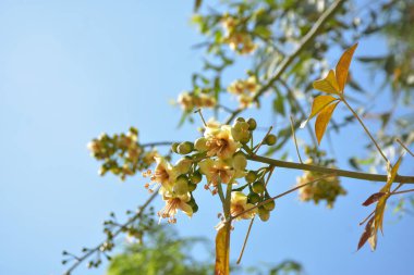 Ceiba pentandra, Kapok ağacı olarak da bilinir. Görüntü, tropikal ormanların ve büyük ölçekli ticari pamuk ağaçlarının zengin biyolojik çeşitliliğini yansıtan, doğal ortamlarındaki eşsiz sarımsı beyaz çiçekleri ve yeşil tomurcukları yakalıyor..