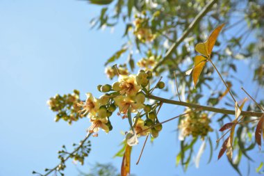 Ceiba pentandra, Kapok ağacı olarak da bilinir. Görüntü, tropikal ormanların ve büyük ölçekli ticari pamuk ağaçlarının zengin biyolojik çeşitliliğini yansıtan, doğal ortamlarındaki eşsiz sarımsı beyaz çiçekleri ve yeşil tomurcukları yakalıyor..