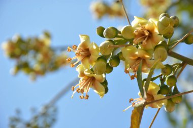 Ceiba pentandra, Kapok ağacı olarak da bilinir. Görüntü, tropikal ormanların ve büyük ölçekli ticari pamuk ağaçlarının zengin biyolojik çeşitliliğini yansıtan, doğal ortamlarındaki eşsiz sarımsı beyaz çiçekleri ve yeşil tomurcukları yakalıyor..
