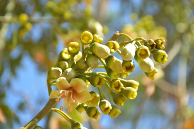Ceiba pentandra, Kapok ağacı olarak da bilinir. Görüntü, tropikal ormanların ve büyük ölçekli ticari pamuk ağaçlarının zengin biyolojik çeşitliliğini yansıtan, doğal ortamlarındaki eşsiz sarımsı beyaz çiçekleri ve yeşil tomurcukları yakalıyor..