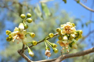 Ceiba pentandra, Kapok ağacı olarak da bilinir. Görüntü, tropikal ormanların ve büyük ölçekli ticari pamuk ağaçlarının zengin biyolojik çeşitliliğini yansıtan, doğal ortamlarındaki eşsiz sarımsı beyaz çiçekleri ve yeşil tomurcukları yakalıyor..