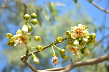 Ceiba pentandra, Kapok ağacı olarak da bilinir. Görüntü, tropikal ormanların ve büyük ölçekli ticari pamuk ağaçlarının zengin biyolojik çeşitliliğini yansıtan, doğal ortamlarındaki eşsiz sarımsı beyaz çiçekleri ve yeşil tomurcukları yakalıyor..