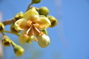 Ceiba pentandra, Kapok ağacı olarak da bilinir. Görüntü, tropikal ormanların ve büyük ölçekli ticari pamuk ağaçlarının zengin biyolojik çeşitliliğini yansıtan, doğal ortamlarındaki eşsiz sarımsı beyaz çiçekleri ve yeşil tomurcukları yakalıyor..