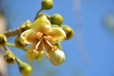 Ceiba pentandra, Kapok ağacı olarak da bilinir. Görüntü, tropikal ormanların ve büyük ölçekli ticari pamuk ağaçlarının zengin biyolojik çeşitliliğini yansıtan, doğal ortamlarındaki eşsiz sarımsı beyaz çiçekleri ve yeşil tomurcukları yakalıyor..