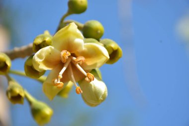 Ceiba pentandra, Kapok ağacı olarak da bilinir. Görüntü, tropikal ormanların ve büyük ölçekli ticari pamuk ağaçlarının zengin biyolojik çeşitliliğini yansıtan, doğal ortamlarındaki eşsiz sarımsı beyaz çiçekleri ve yeşil tomurcukları yakalıyor..
