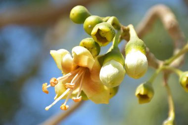Ceiba pentandra, Kapok ağacı olarak da bilinir. Görüntü, tropikal ormanların ve büyük ölçekli ticari pamuk ağaçlarının zengin biyolojik çeşitliliğini yansıtan, doğal ortamlarındaki eşsiz sarımsı beyaz çiçekleri ve yeşil tomurcukları yakalıyor..