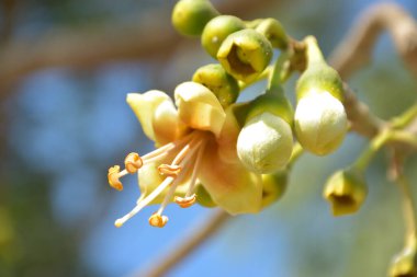 Ceiba pentandra, Kapok ağacı olarak da bilinir. Görüntü, tropikal ormanların ve büyük ölçekli ticari pamuk ağaçlarının zengin biyolojik çeşitliliğini yansıtan, doğal ortamlarındaki eşsiz sarımsı beyaz çiçekleri ve yeşil tomurcukları yakalıyor..