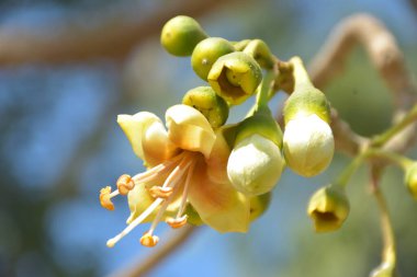 Bangladeş 'in tropikal bir orman gölgesinde sarı çiçekler ve açılmamış tomurcuklarla çiçek açan kapok ağacı (Ceiba pentandra). Doğal gün ışığı, yerli Güney Asya bitkilerini, mevsimsel çiçekleri ve sıcak orman ortamlarının ekolojik zenginliğini ön plana çıkarıyor.