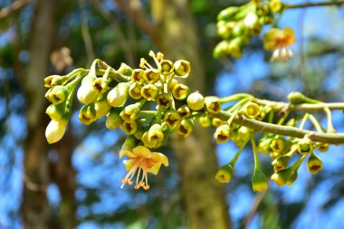Bangladeş 'in tropikal bir orman gölgesinde sarı çiçekler ve açılmamış tomurcuklarla çiçek açan kapok ağacı (Ceiba pentandra). Doğal gün ışığı, yerli Güney Asya bitkilerini, mevsimsel çiçekleri ve sıcak orman ortamlarının ekolojik zenginliğini ön plana çıkarıyor.
