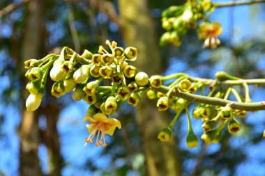 Bangladeş 'in tropikal bir orman gölgesinde sarı çiçekler ve açılmamış tomurcuklarla çiçek açan kapok ağacı (Ceiba pentandra). Doğal gün ışığı, yerli Güney Asya bitkilerini, mevsimsel çiçekleri ve sıcak orman ortamlarının ekolojik zenginliğini ön plana çıkarıyor.