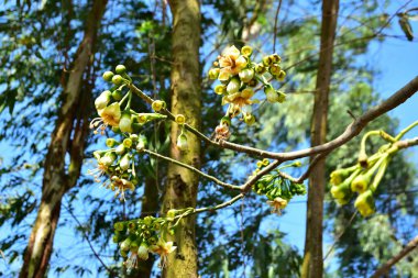 Bangladeş 'in tropikal bir orman gölgesinde sarı çiçekler ve açılmamış tomurcuklarla çiçek açan kapok ağacı (Ceiba pentandra). Doğal gün ışığı, yerli Güney Asya bitkilerini, mevsimsel çiçekleri ve sıcak orman ortamlarının ekolojik zenginliğini ön plana çıkarıyor.