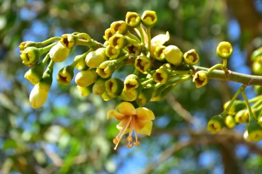 Bangladeş 'in tropikal bir orman gölgesinde sarı çiçekler ve açılmamış tomurcuklarla çiçek açan kapok ağacı (Ceiba pentandra). Doğal gün ışığı, yerli Güney Asya bitkilerini, mevsimsel çiçekleri ve sıcak orman ortamlarının ekolojik zenginliğini ön plana çıkarıyor.