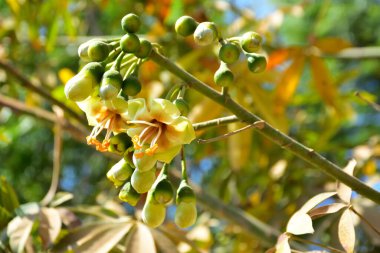 Bangladeş 'in tropikal bir orman gölgesinde sarı çiçekler ve açılmamış tomurcuklarla çiçek açan kapok ağacı (Ceiba pentandra). Doğal gün ışığı, yerli Güney Asya bitkilerini, mevsimsel çiçekleri ve sıcak orman ortamlarının ekolojik zenginliğini ön plana çıkarıyor.