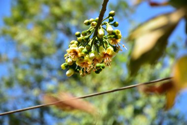 Kapok ağacı (Ceiba pentandra) Bangladeş 'te tropikal bir gölgelikte çiçek ve tomurcuklar yetiştirir. Yeşil yaprakların arasında yeşil yapraklar arasında ortaya çıkan sarı çiçekler, Güney Asya 'da doğal bitki örtüsü, mevsimlik çiçeklenme ve orman ekolojisini ön plana çıkarıyor..