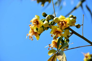 Kapok ağacı (Ceiba pentandra) Bangladeş 'te tropikal bir gölgelikte çiçek ve tomurcuklar yetiştirir. Yeşil yaprakların arasında yeşil yapraklar arasında ortaya çıkan sarı çiçekler, Güney Asya 'da doğal bitki örtüsü, mevsimlik çiçeklenme ve orman ekolojisini ön plana çıkarıyor..