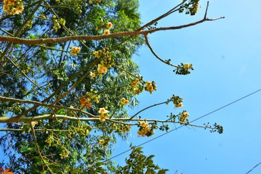 Kapok ağacı (Ceiba pentandra) Bangladeş 'te tropikal bir gölgelikte çiçek ve tomurcuklar yetiştirir. Yeşil yaprakların arasında yeşil yapraklar arasında ortaya çıkan sarı çiçekler, Güney Asya 'da doğal bitki örtüsü, mevsimlik çiçeklenme ve orman ekolojisini ön plana çıkarıyor..