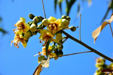 Kapok ağacı (Ceiba pentandra) Bangladeş 'te tropikal bir gölgelikte çiçek ve tomurcuklar yetiştirir. Yeşil yaprakların arasında yeşil yapraklar arasında ortaya çıkan sarı çiçekler, Güney Asya 'da doğal bitki örtüsü, mevsimlik çiçeklenme ve orman ekolojisini ön plana çıkarıyor..