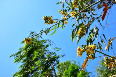 Kapok ağacı (Ceiba pentandra) Bangladeş 'te tropikal bir gölgelikte çiçek ve tomurcuklar yetiştirir. Yeşil yaprakların arasında yeşil yapraklar arasında ortaya çıkan sarı çiçekler, Güney Asya 'da doğal bitki örtüsü, mevsimlik çiçeklenme ve orman ekolojisini ön plana çıkarıyor..