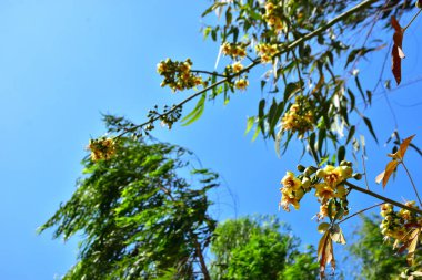 Kapok ağacı (Ceiba pentandra) Bangladeş 'te tropikal bir gölgelikte çiçek ve tomurcuklar yetiştirir. Yeşil yaprakların arasında yeşil yapraklar arasında ortaya çıkan sarı çiçekler, Güney Asya 'da doğal bitki örtüsü, mevsimlik çiçeklenme ve orman ekolojisini ön plana çıkarıyor..