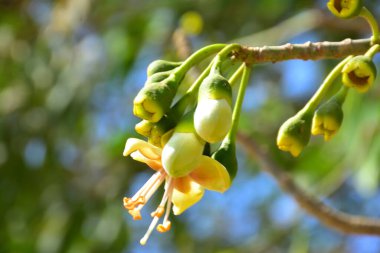 Kapok ağacı (Ceiba pentandra) Bangladeş 'te tropikal bir gölgelikte çiçek ve tomurcuklar yetiştirir. Yeşil yaprakların arasında yeşil yapraklar arasında ortaya çıkan sarı çiçekler, Güney Asya 'da doğal bitki örtüsü, mevsimlik çiçeklenme ve orman ekolojisini ön plana çıkarıyor..