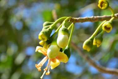 Kapok ağacı (Ceiba pentandra) Bangladeş 'te tropikal bir gölgelikte çiçek ve tomurcuklar yetiştirir. Yeşil yaprakların arasında yeşil yapraklar arasında ortaya çıkan sarı çiçekler, Güney Asya 'da doğal bitki örtüsü, mevsimlik çiçeklenme ve orman ekolojisini ön plana çıkarıyor..