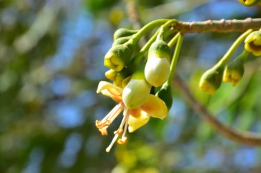 Kapok ağacı (Ceiba pentandra) Bangladeş 'te tropikal bir gölgelikte çiçek ve tomurcuklar yetiştirir. Yeşil yaprakların arasında yeşil yapraklar arasında ortaya çıkan sarı çiçekler, Güney Asya 'da doğal bitki örtüsü, mevsimlik çiçeklenme ve orman ekolojisini ön plana çıkarıyor..