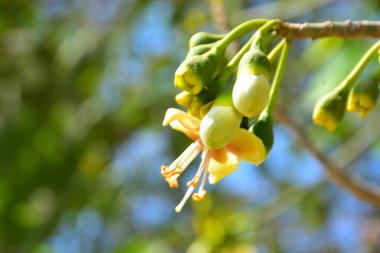 Kapok ağacı (Ceiba pentandra) Bangladeş 'te tropikal bir gölgelikte çiçek ve tomurcuklar yetiştirir. Yeşil yaprakların arasında yeşil yapraklar arasında ortaya çıkan sarı çiçekler, Güney Asya 'da doğal bitki örtüsü, mevsimlik çiçeklenme ve orman ekolojisini ön plana çıkarıyor..