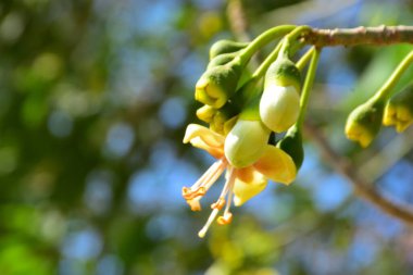 Kapok ağacı (Ceiba pentandra) Bangladeş 'te tropikal bir gölgelikte çiçek ve tomurcuklar yetiştirir. Yeşil yaprakların arasında yeşil yapraklar arasında ortaya çıkan sarı çiçekler, Güney Asya 'da doğal bitki örtüsü, mevsimlik çiçeklenme ve orman ekolojisini ön plana çıkarıyor..